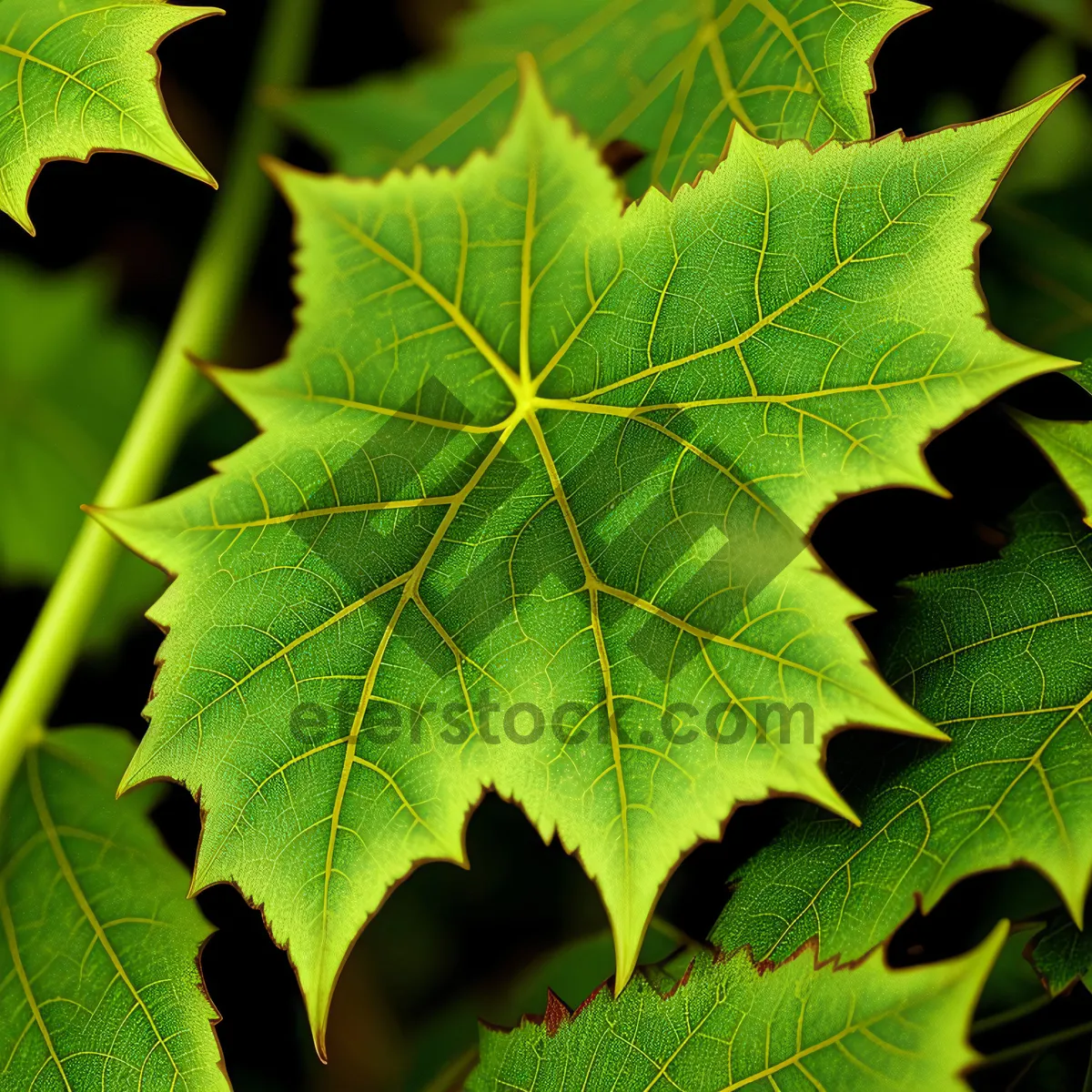 Picture of Colorful Autumn Maple Leaves in Forest
