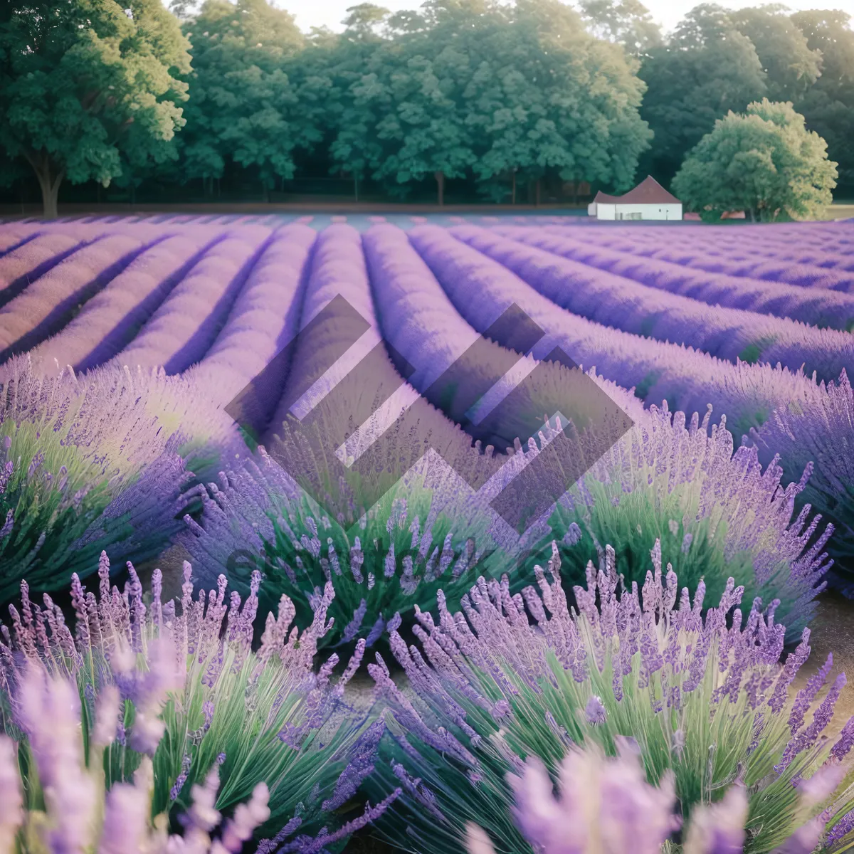 Picture of Lavender Field in Rural Landscape