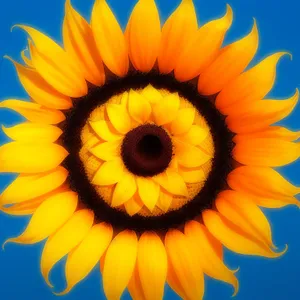Vibrant Sunflower Blossom in Sunny Field
