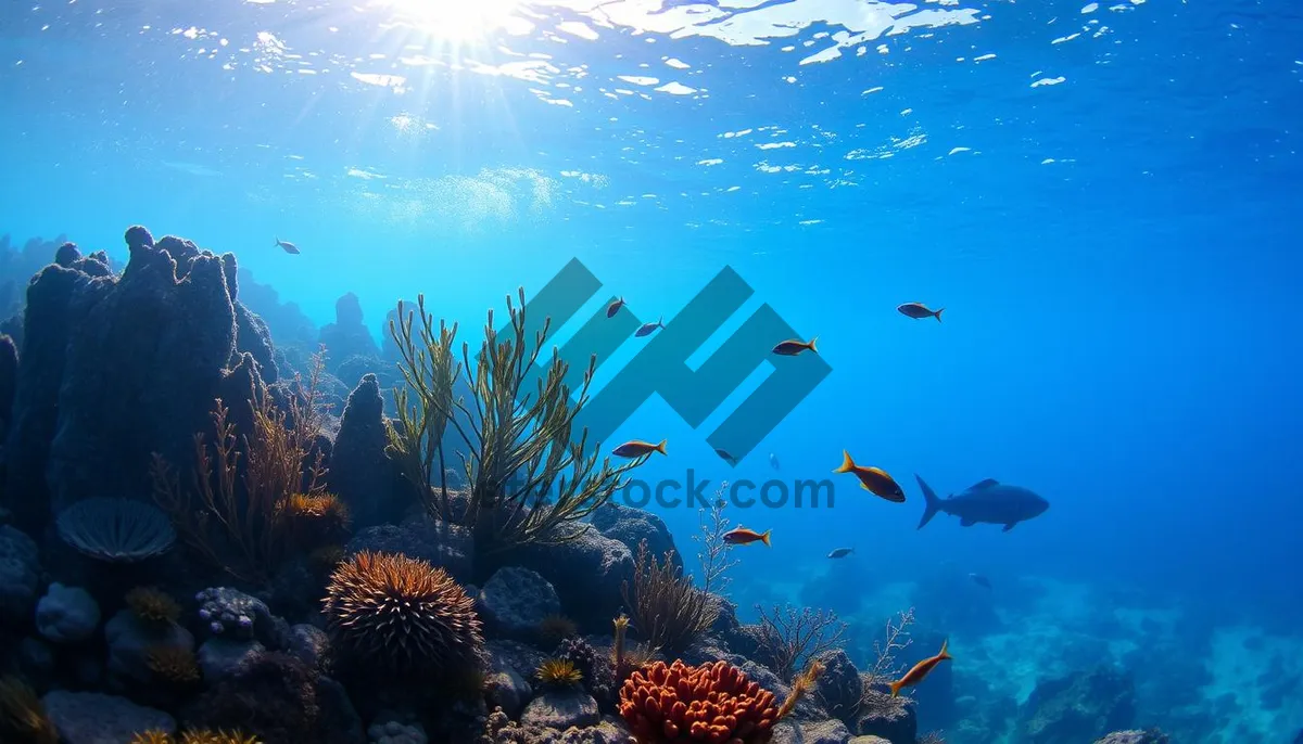 Picture of Colorful Reef Fish Swimming in Bright Sunlight Rays