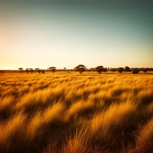 Wheat field under scenic country skies