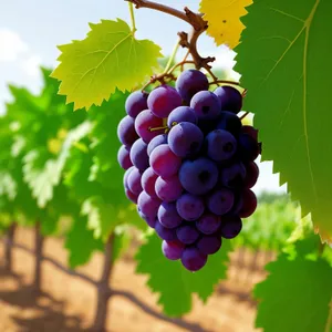 Juicy Purple Grape Cluster in Vineyard