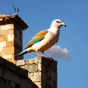 Graceful Flight: Majestic Dove Soaring Wild and Free