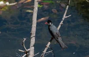 Black Bird with Feathers Sitting on Tree Branch