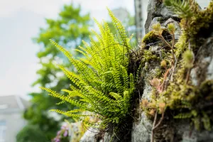 Evergreen forest foliage close-up: lush pine needles