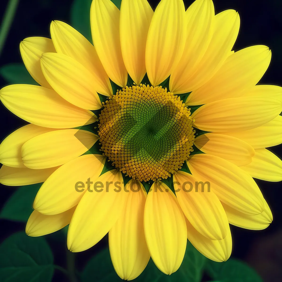 Picture of Bright Summertime Sunflower Blossoming in Rural Field