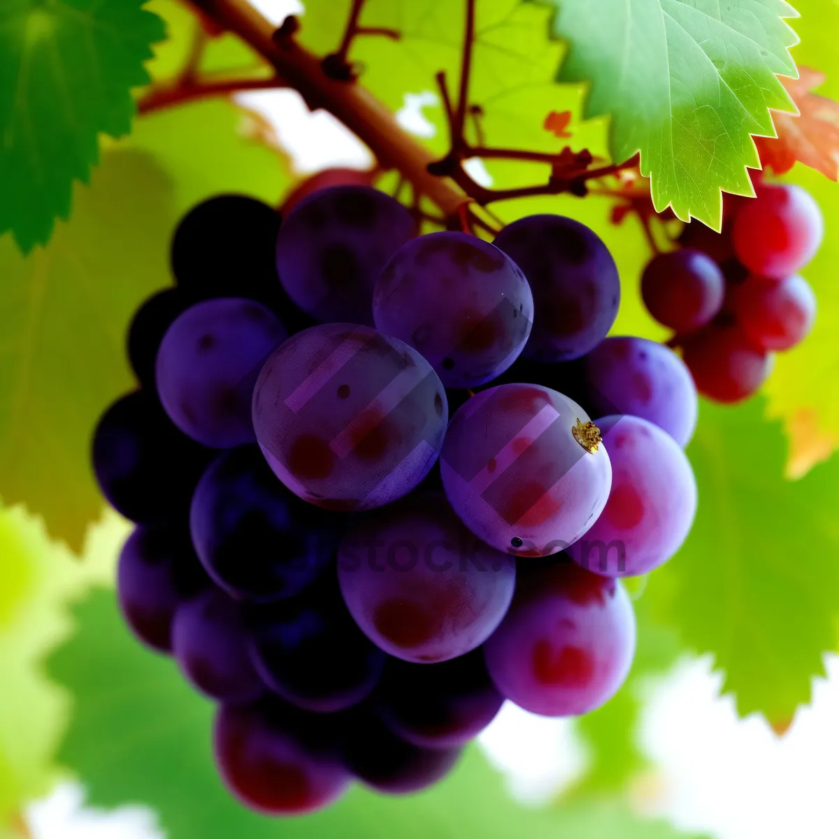 Picture of Fresh and Juicy Harvest of Organic Grapes