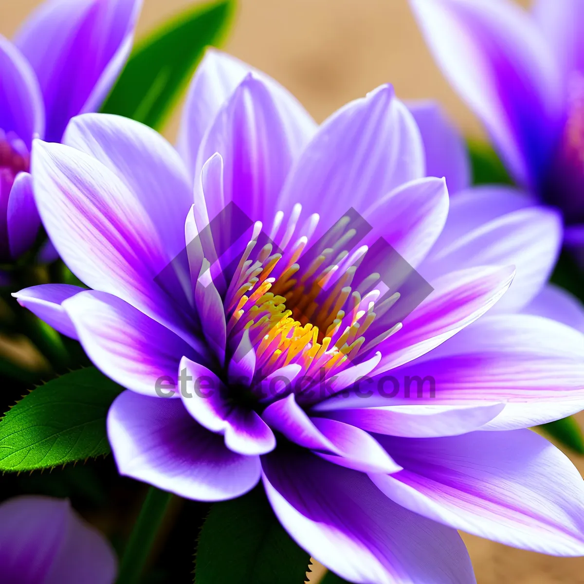 Picture of Vibrant Purple Water Violet Flower Blossom