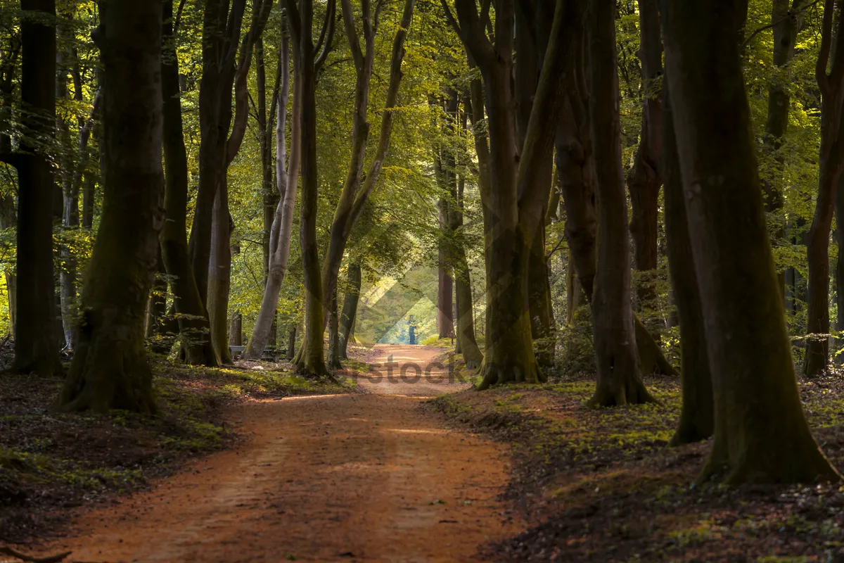 Picture of Sunlit Autumn Path in Southern Beech Forest