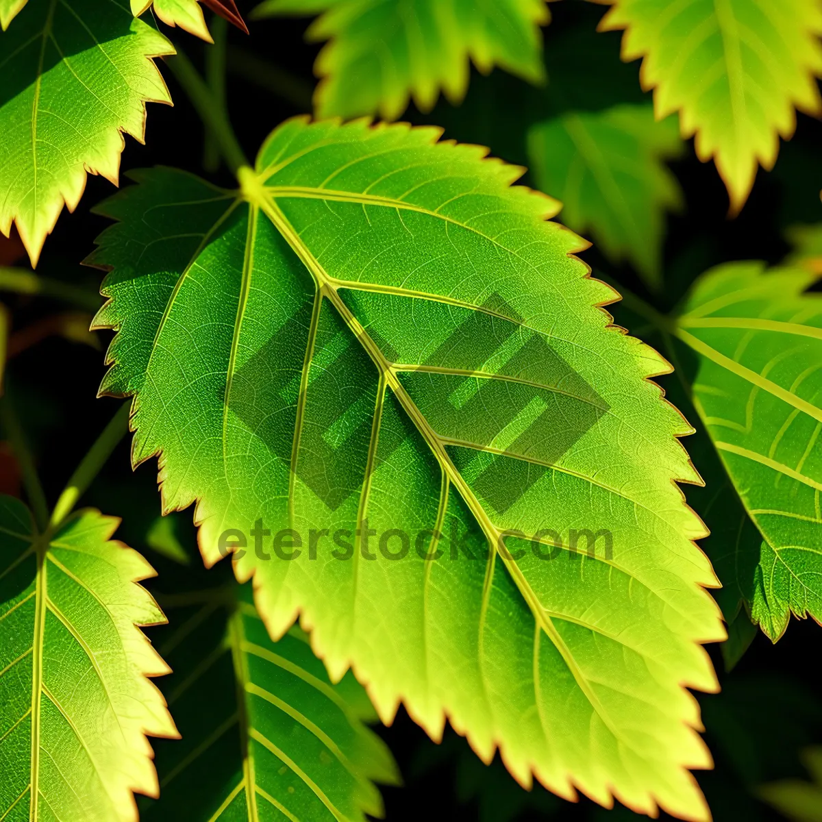 Picture of Vibrant Leafy Canopy in Sunlit Forest