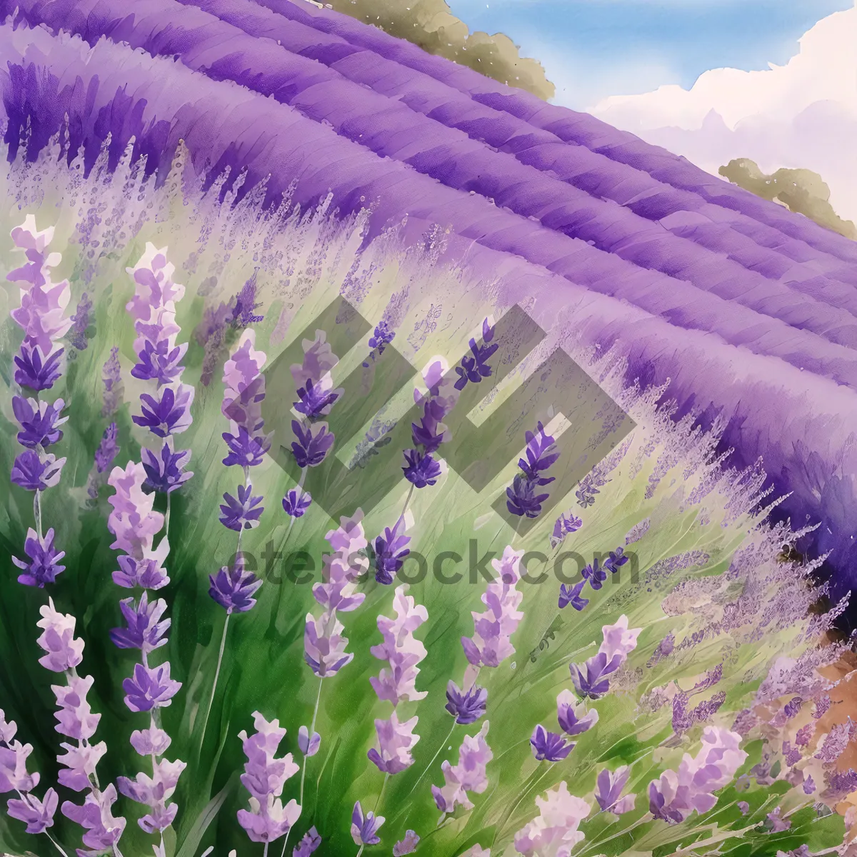 Picture of Blooming Lavender Field in Countryside