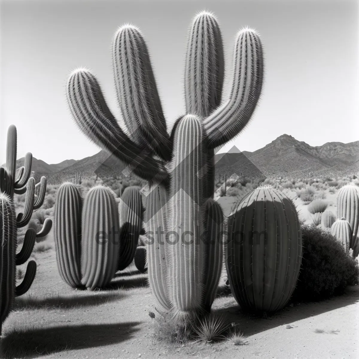 Picture of Desert Cactus Against Beautiful Arizona Sky