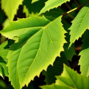 Vibrant Summer Foliage in Lush Forest