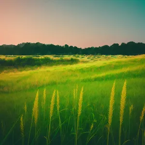 Sunny Rice Fields Under Blue Sky