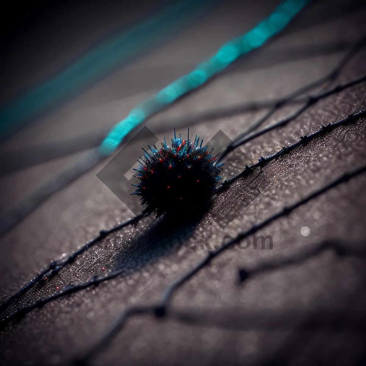 Picture of Colorful Sea Urchin at Fireworks Festival