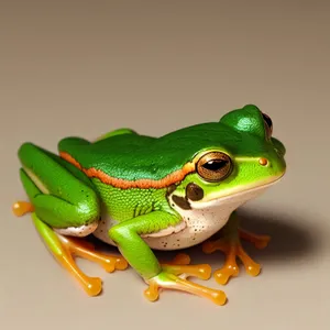 Orange Eyed Tree Frog Peeking Through Leaves