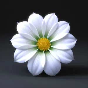 White Daisy Blossom in Blooming Meadow