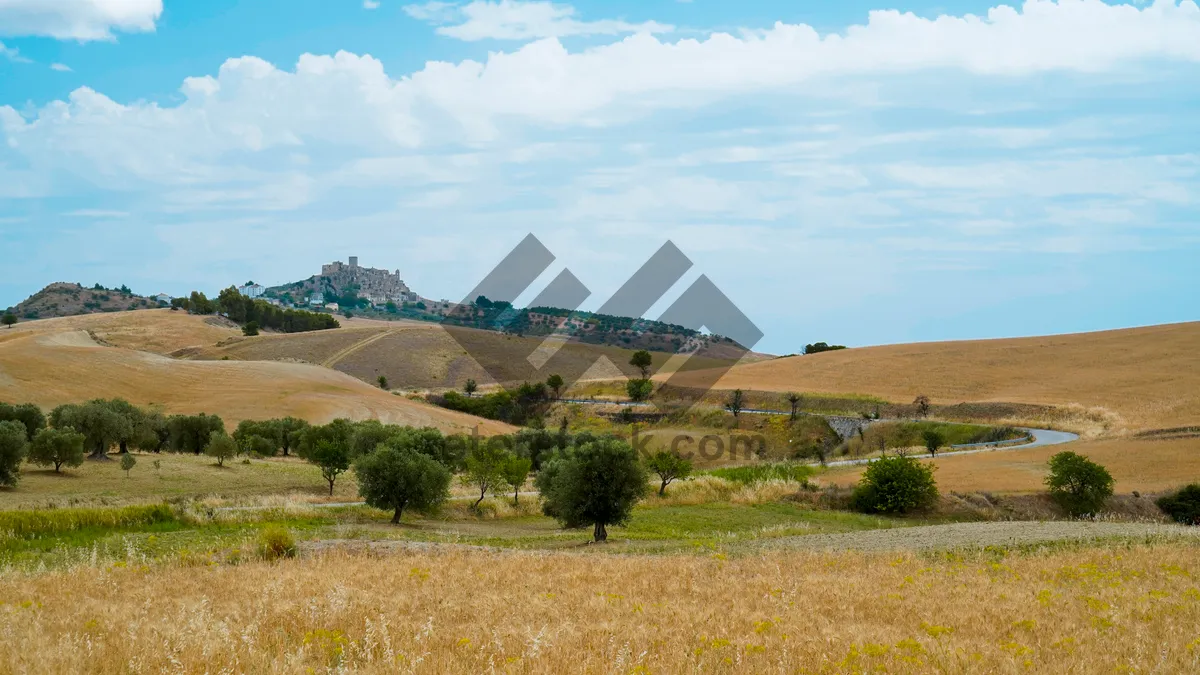 Picture of Summer Mountain Farm Landscape with Wheat Harvest