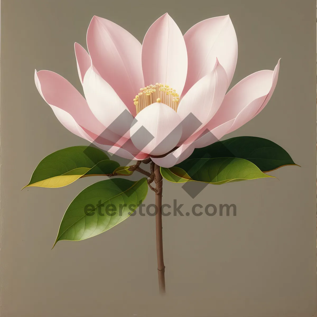 Picture of Exquisite Pink Lotus Bloom in Water Garden