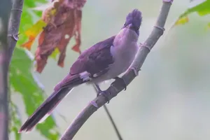 Feathered wings in flight through tree branches