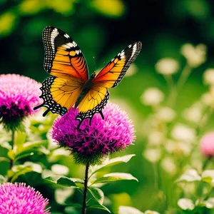 Colorful Butterfly in a Lush Meadow