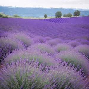 Purple Lavender Field Under Night Sky