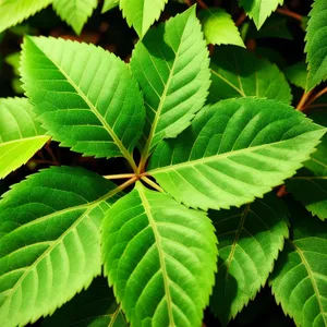 Lush Spring Foliage in Garden Woods