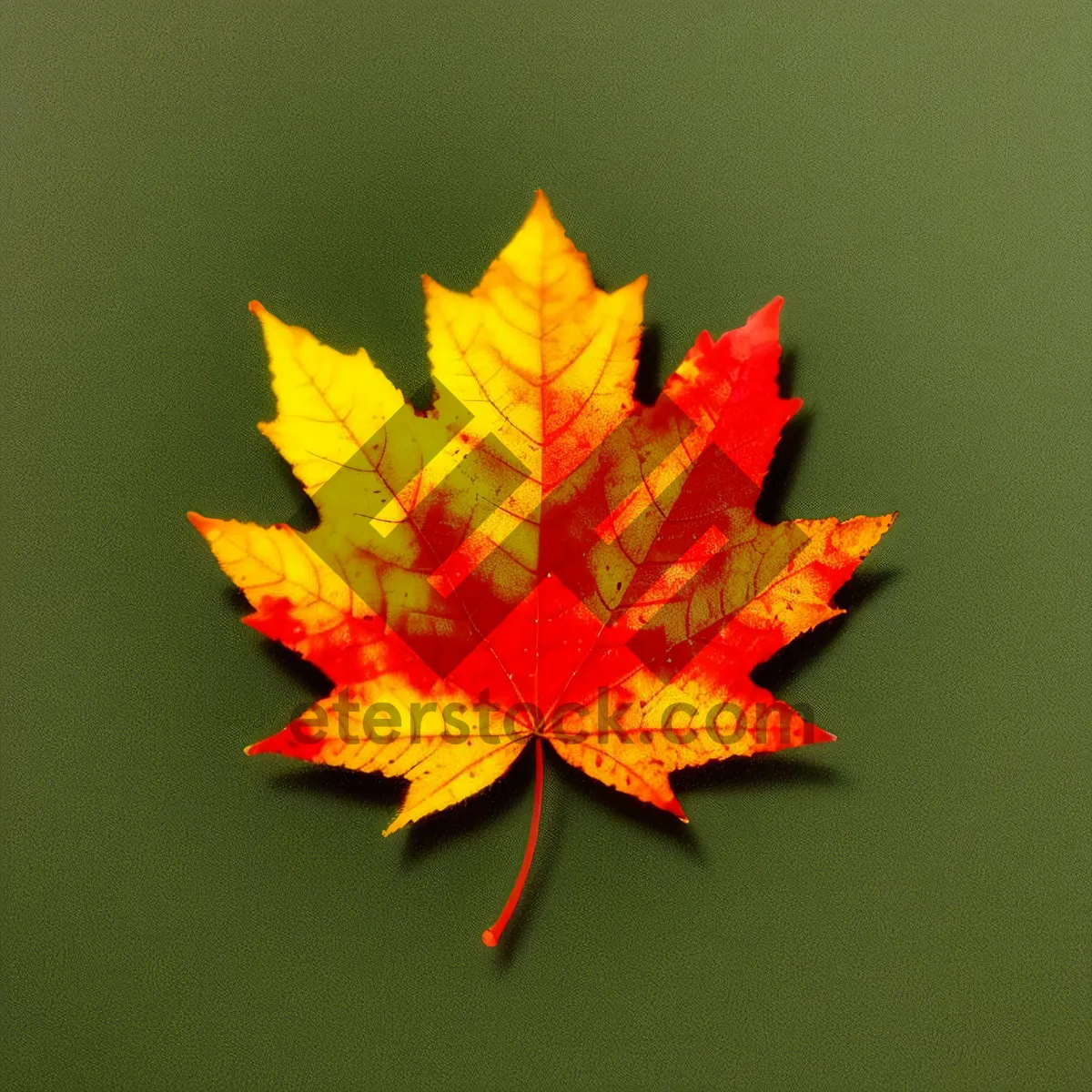 Picture of Vibrant Autumn Foliage: Colorful Maple Leaves in Season