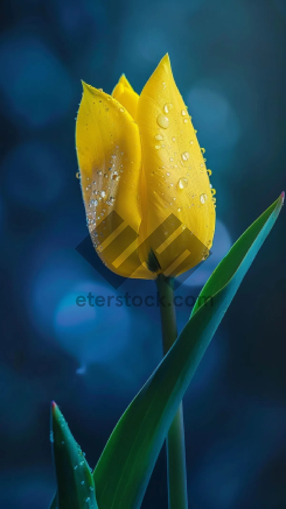 Picture of Vibrant yellow tulip bouquet in blooming garden