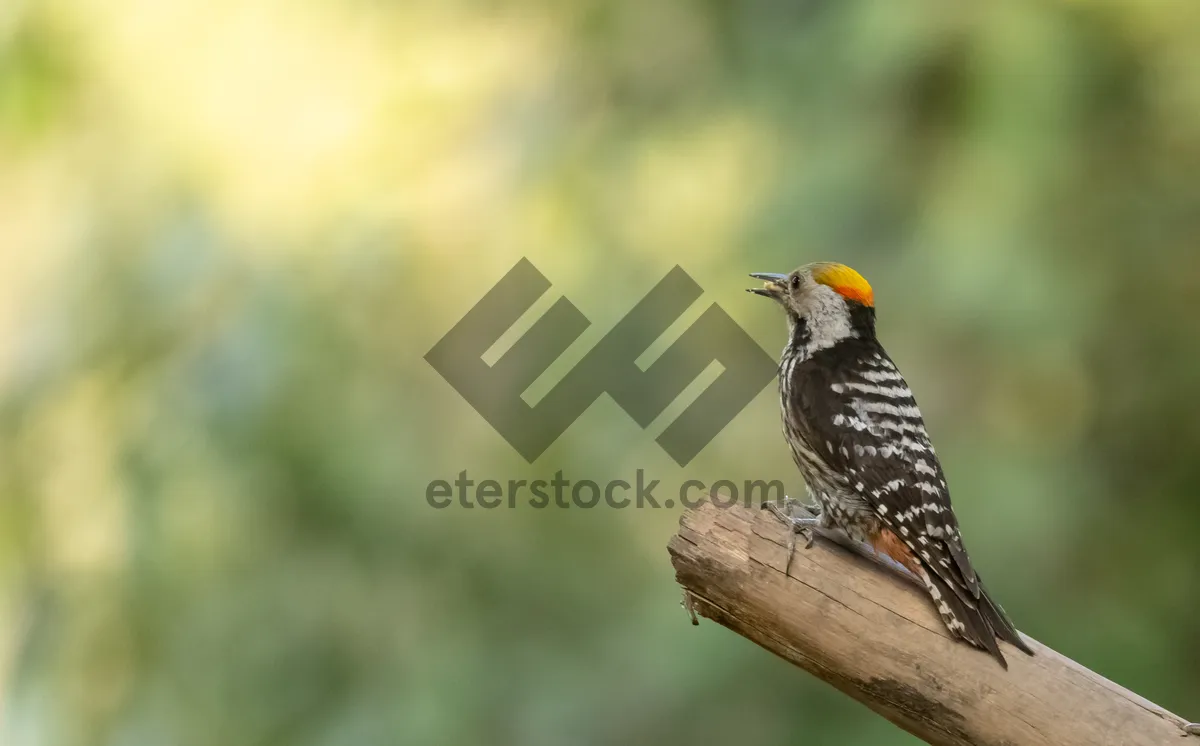 Picture of Adorable black bird with beady eye on branch