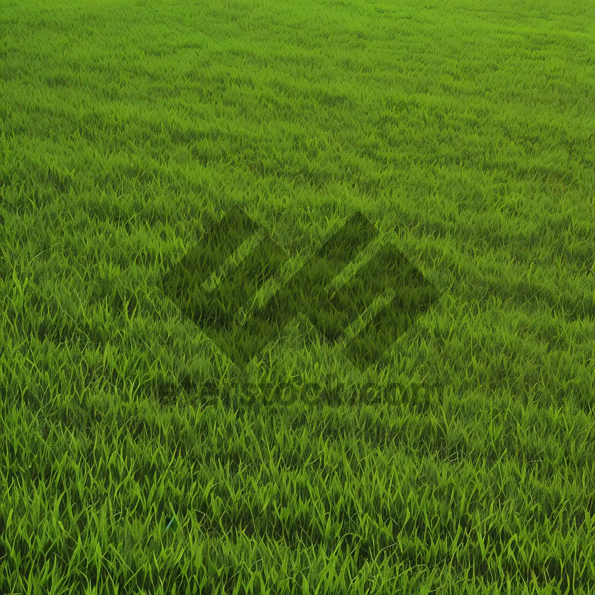 Picture of Vibrant Summer Wheat Field Landscape