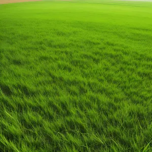 Serene Summer Wheat Field