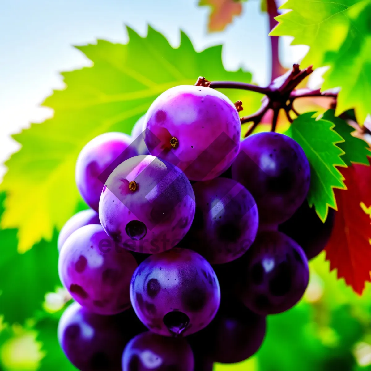 Picture of Vibrant Vineyard Harvest: Colorful Grape and Currant Art Design