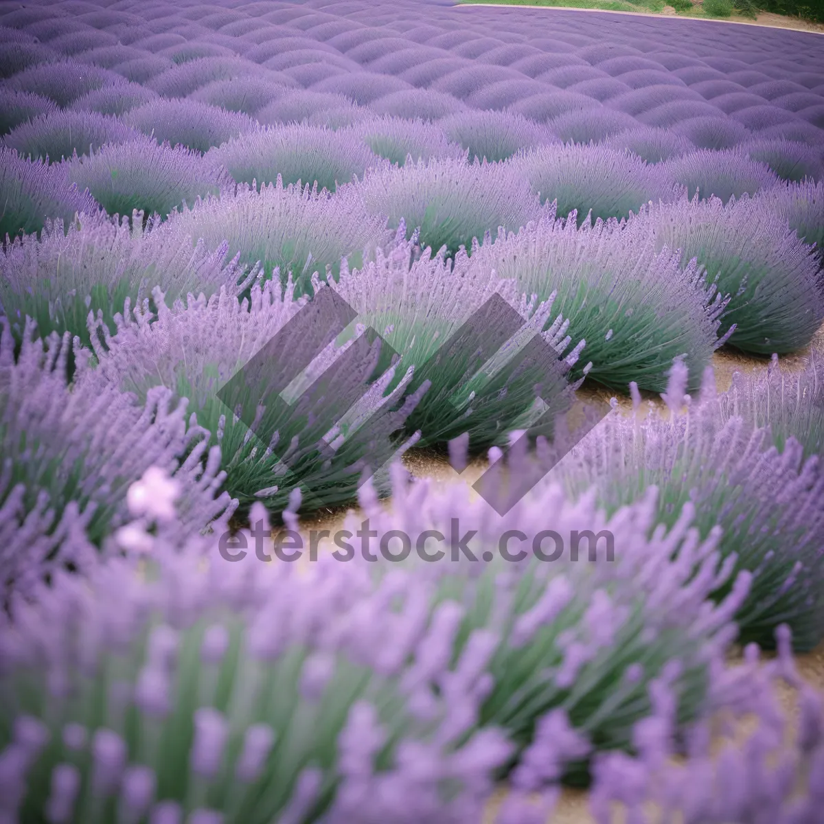 Picture of Lavender Field Blooming in Vibrant Purple