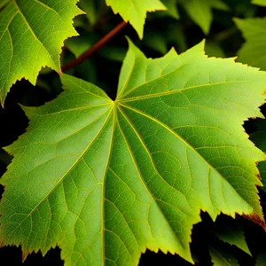 Vibrant Maple Leaves in a Spring Forest