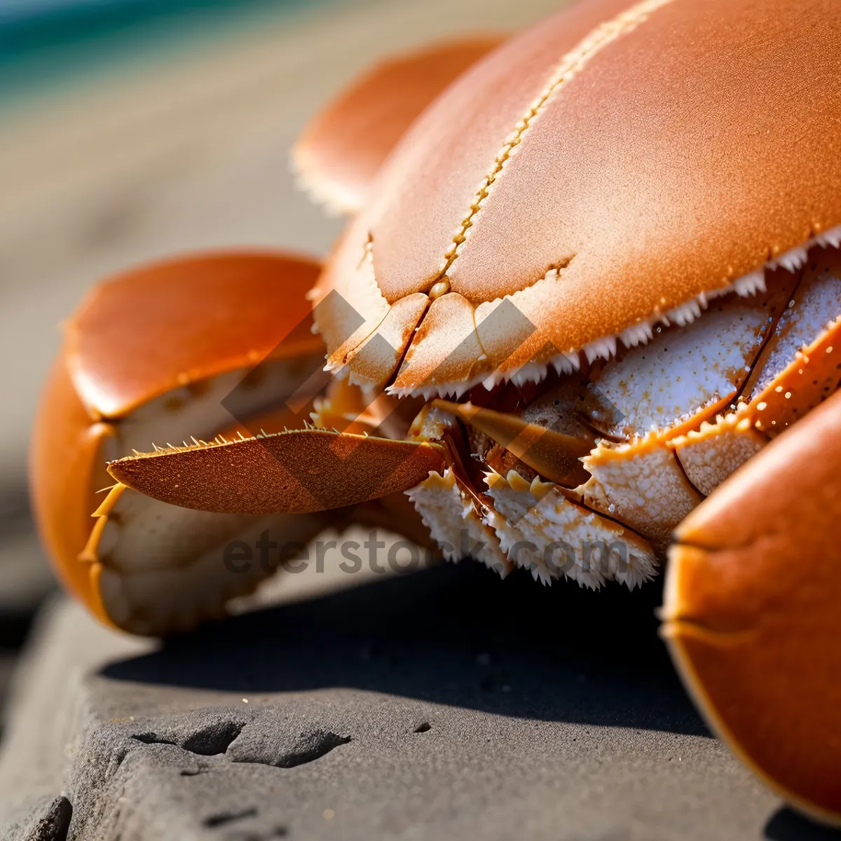 Picture of Hermit Crab - Close-up Image of Crustacean