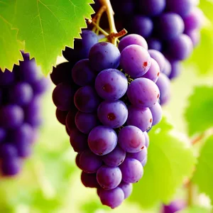 Juicy Autumn Harvest: Ripe Grapes in Vineyard