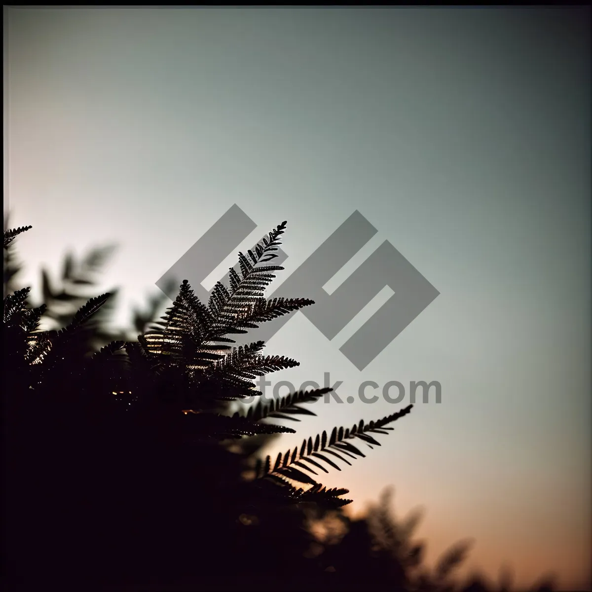 Picture of Silhouette of a Fir Tree Fern Plant