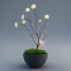 Vibrant Yellow Daisy Blossom in Garden