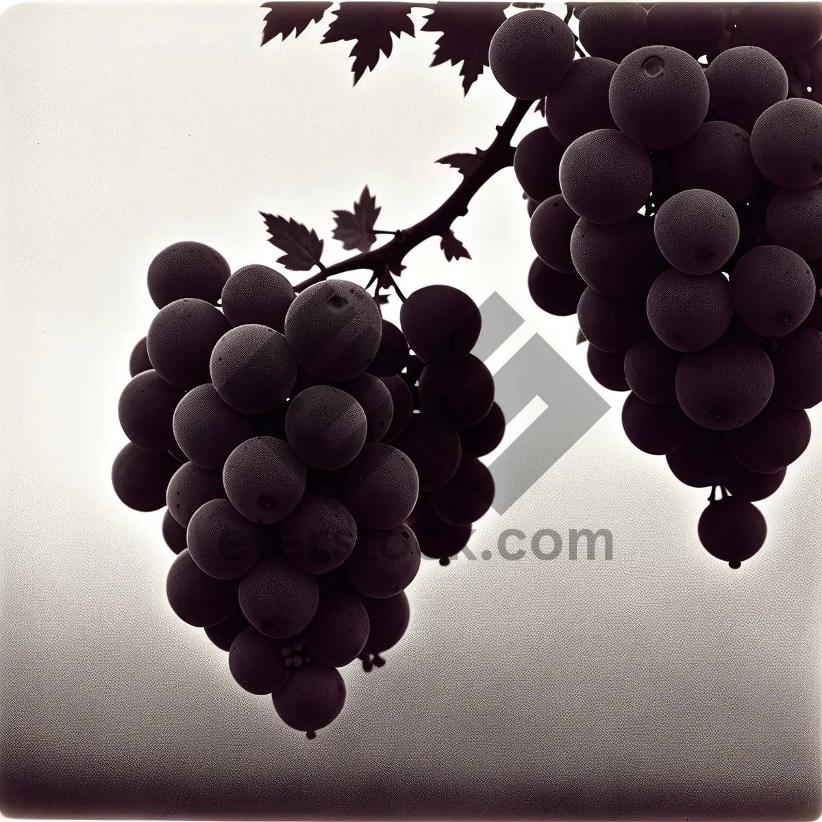 Picture of Juicy Concord Grape Bunch on Vine in Vineyard