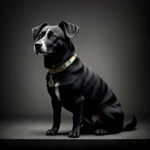 Adorable Black Terrier Puppy with Collar