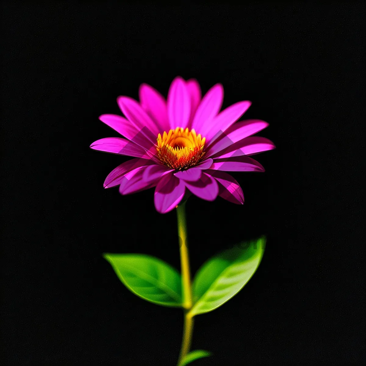 Picture of Pink Daisy Blossom in Full Bloom