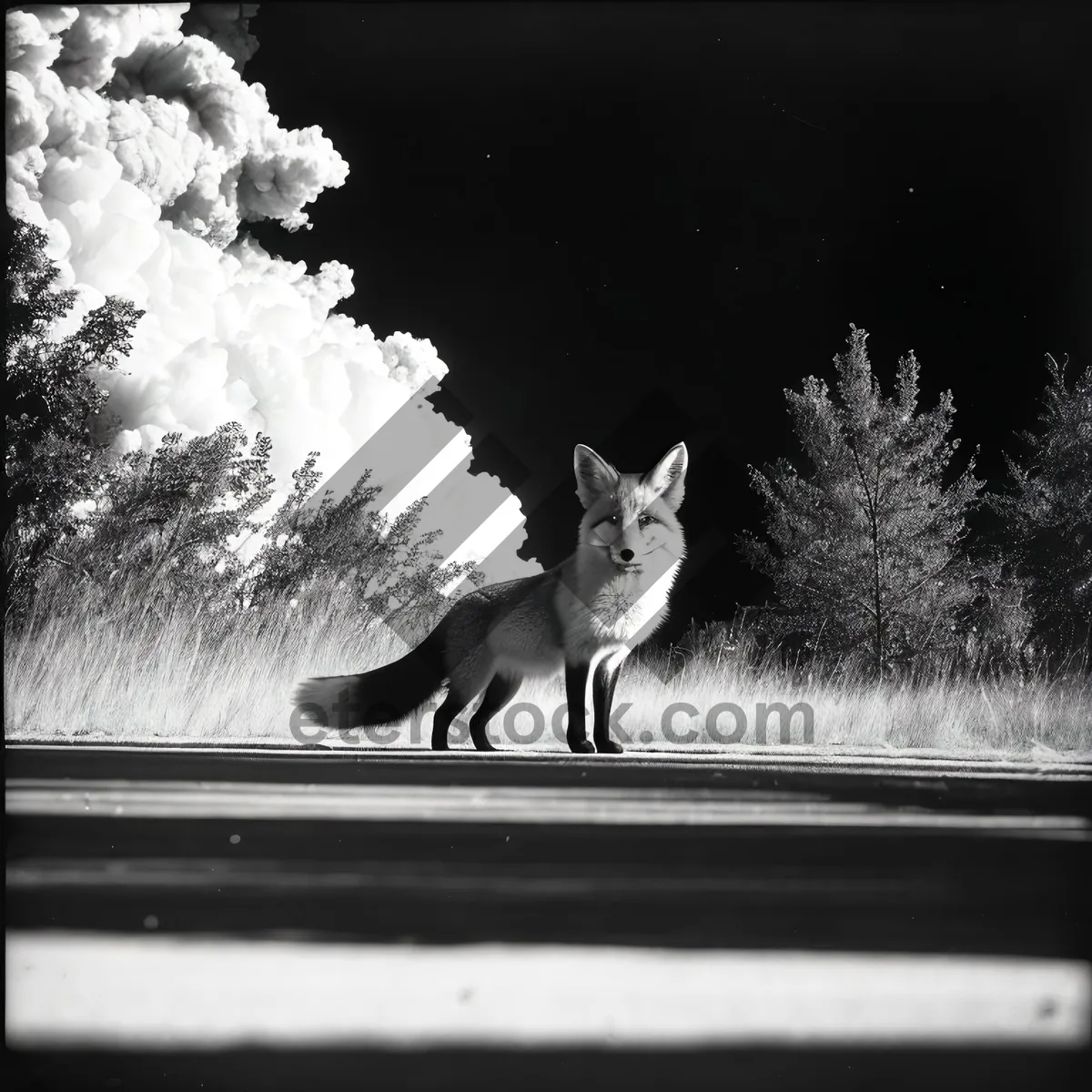 Picture of Furry Red Fox on Windowsill, Adorable Pet Kitty