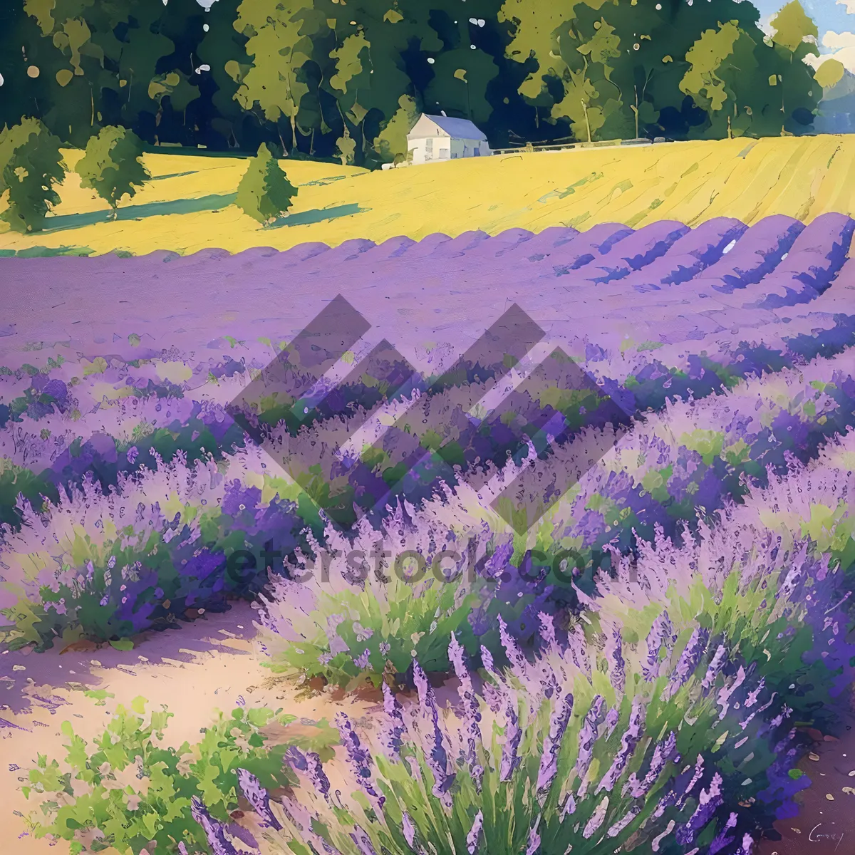 Picture of Blooming Lavender in Rustic Countryside Field