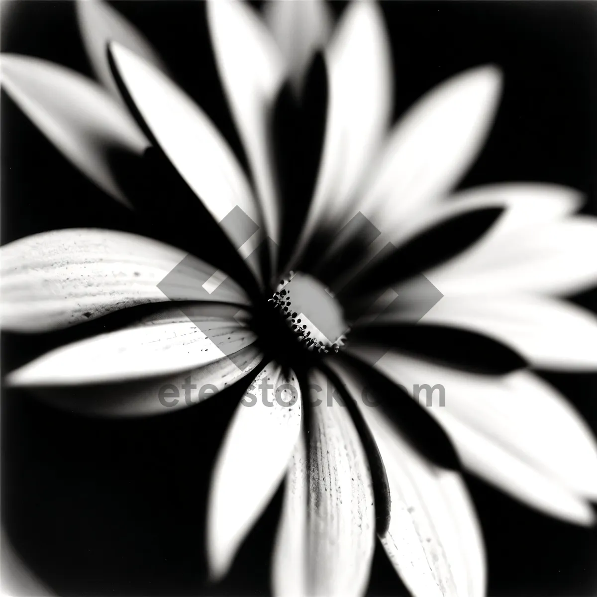 Picture of Vibrant Daisy Petals in Plumbago Flower