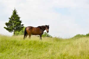 Beautiful brown horse grazing in rural meadow.