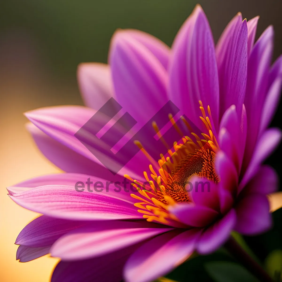 Picture of Petal-perfect Daisy: Vibrant Blossom Blooming in Pink