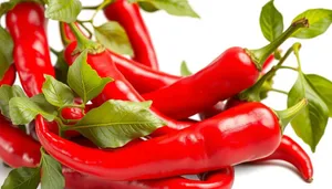 Colorful Bell Pepper Slices and Spices Closeup