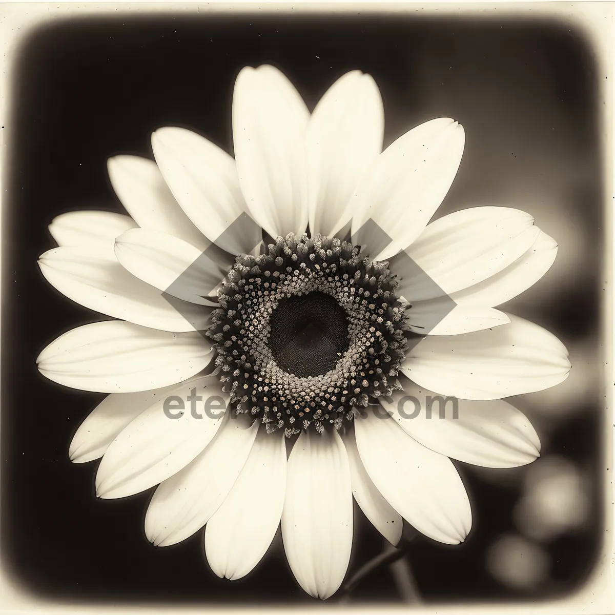 Picture of Blossoming Daisy: Fresh and Bright Floral Petals