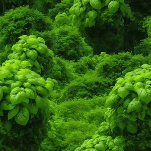 Fresh Garden Angelica: Vibrant Vascular Plant in Lush Landscape